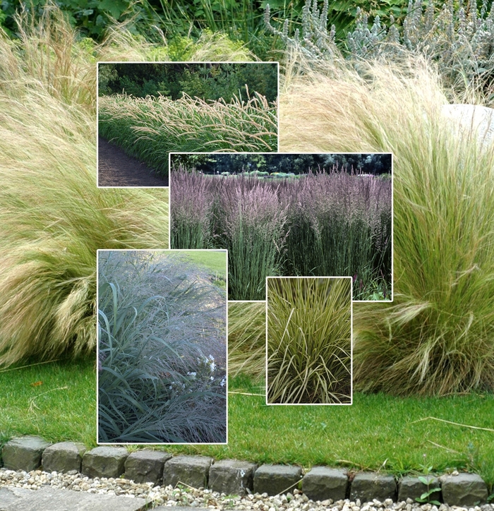'Multiple Varieties' Ornamental Grasses - Ornamental Grass from Keathly Nursery