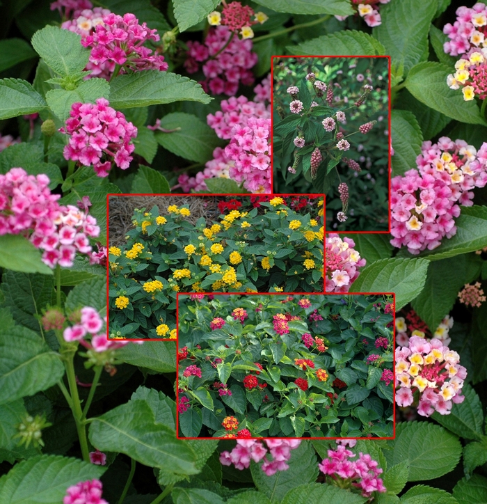 Assorted Lantana - Lantana from Keathly Nursery