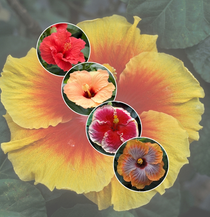 'Multiple Varieties' Assorted Tropical Hibiscus - Hibiscus from Keathly Nursery