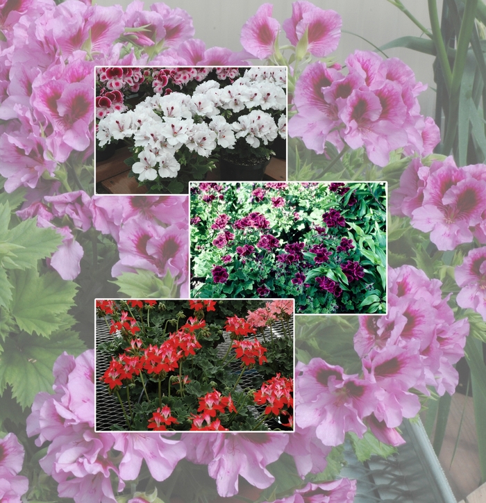 'Multiple Varieties' - Geranium from Keathly Nursery