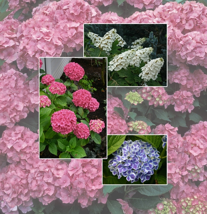 Assorted, Hydrangea - Hydrangea from Keathly Nursery