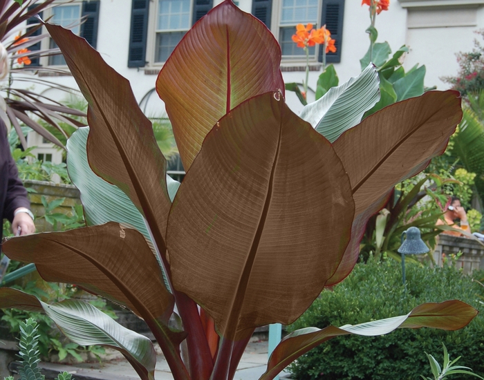 ''Tandarra Red'' Ornamental Banana - Ensete from Keathly Nursery