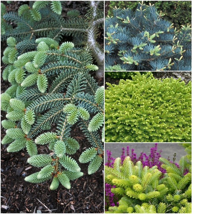 Fir - Abies Multiple Varieties from Keathly Nursery