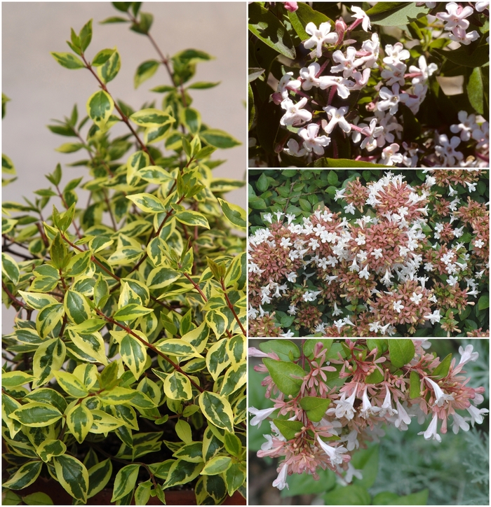 Assorted Abelia - Abelia from Keathly Nursery