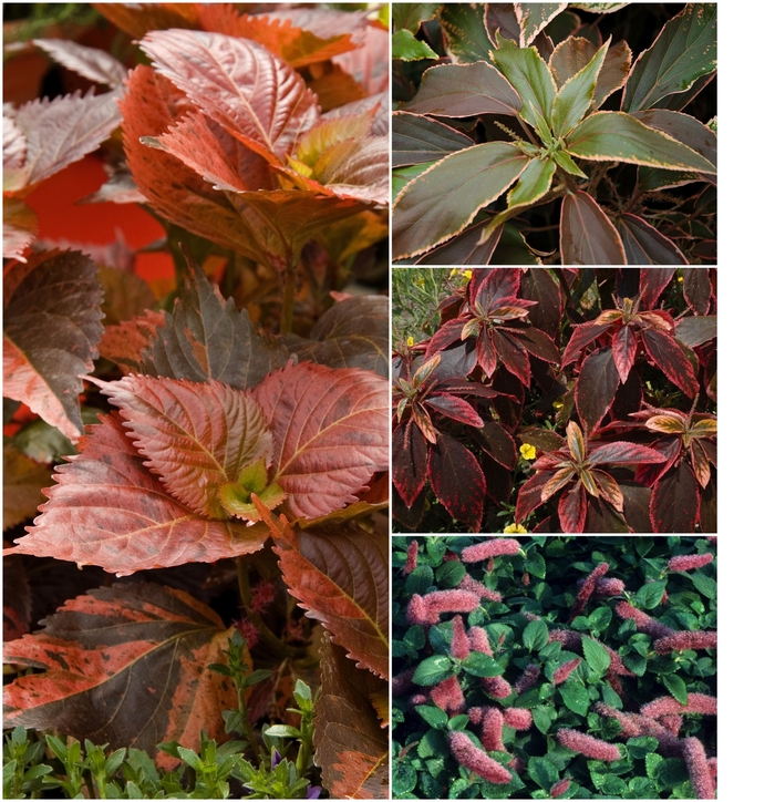 'Multiple Varieties' Copperleaf - Acalypha from Keathly Nursery