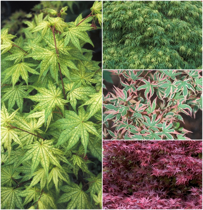 'Multiple Varieties' Japanese Maple - Acer palmatum from Keathly Nursery