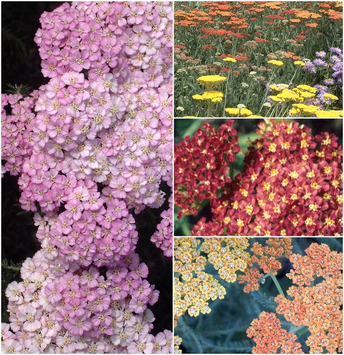 'Multiple Varieties' Yarrow - Achillea from Keathly Nursery