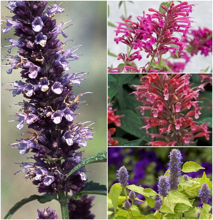 'Multiple Varieties' Assorted Hyssop - Agastache from Keathly Nursery