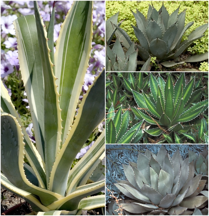 Multiple Varieties - Agave from Keathly Nursery