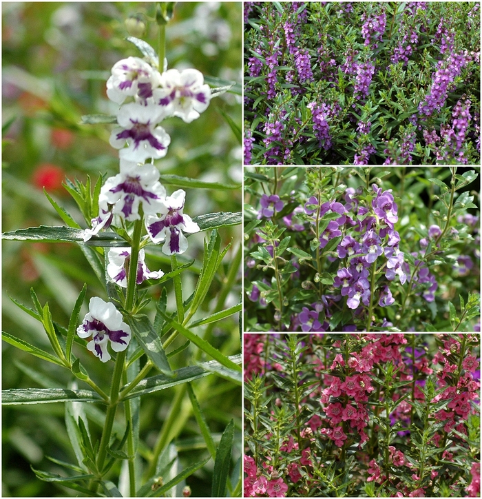 Assorted Angelonia - Angelonia angustifolium from Keathly Nursery
