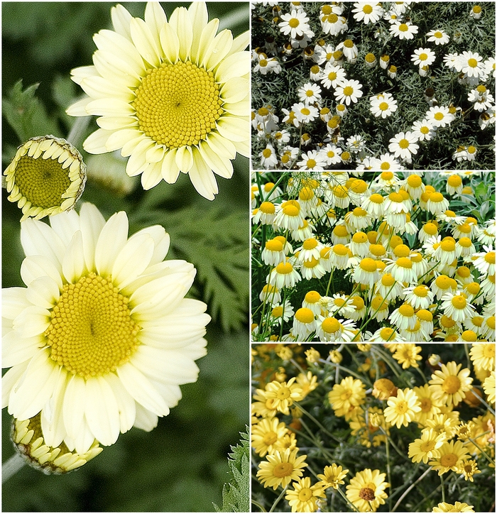 'Multiple Varieties' Chamomile - Anthemis from Keathly Nursery
