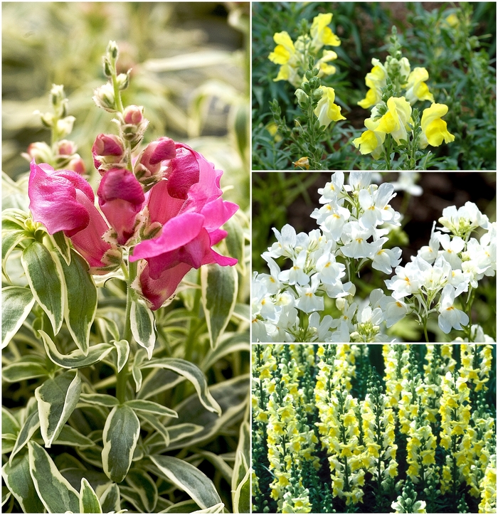 'Multiple Varieties' Snapdragon - Antirrhinum from Keathly Nursery