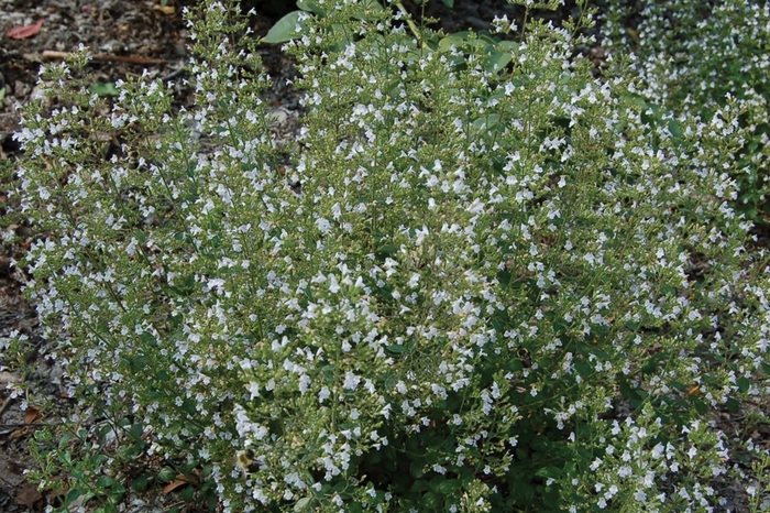 Calamint - Calamintha nepeta ssp nepeta from Keathly Nursery