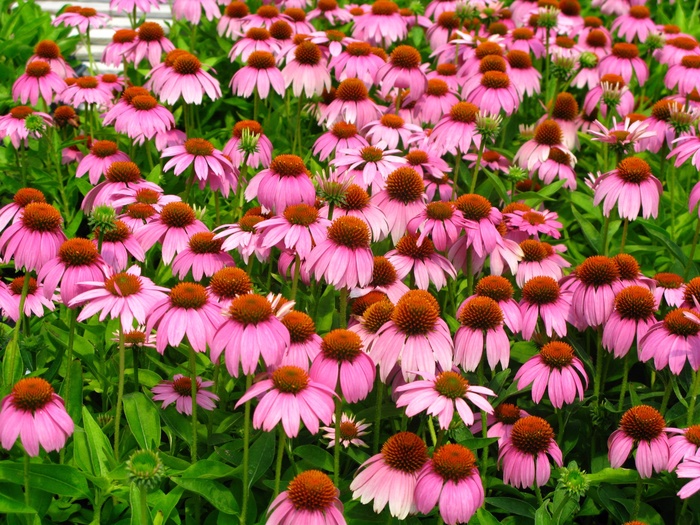 'Crazy Pink&trade;' Coneflower - Echinacea from Keathly Nursery