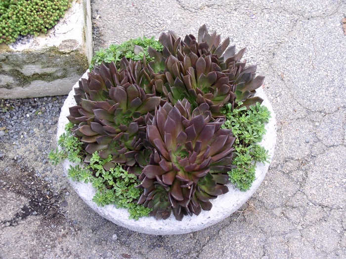 'Black Prince' - Echeveria shaviana from Keathly Nursery