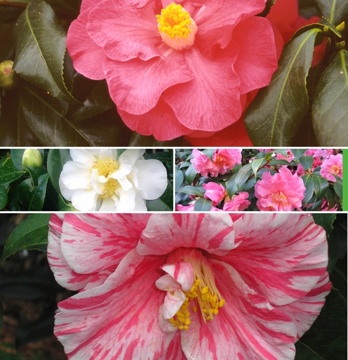'Multiple Varieties' Assorted, Camellia - Camellia from Keathly Nursery