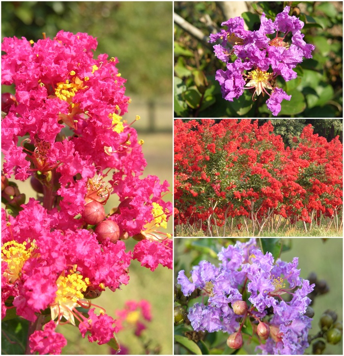 Assorted Crape Myrtle - Lagerstroemia from Keathly Nursery