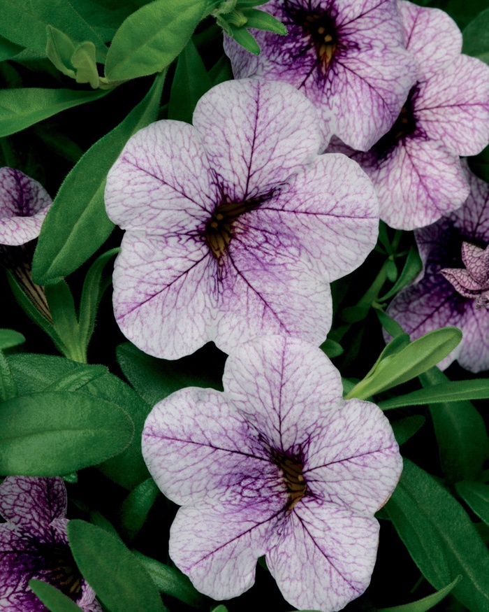 Superbells&reg; ''Trailing Lilac Mist'' - Calibrachoa from Keathly Nursery