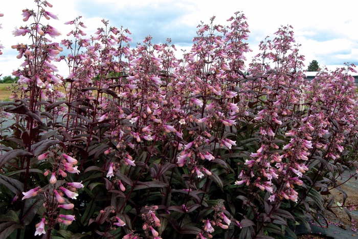 ''Dark Towers'' Beardtongue - Penstemon from Keathly Nursery