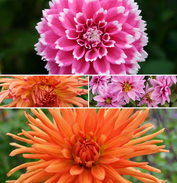 'Multiple Varieties' - Dahlia from Keathly Nursery