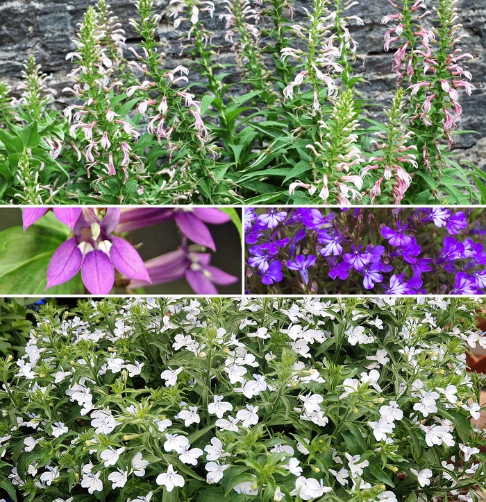 'Multiple Varieties' - Lobelia from Keathly Nursery
