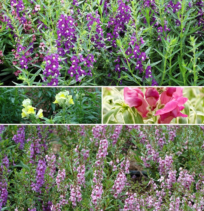 Mixture Snapdragon - Antirrhinum majus from Keathly Nursery