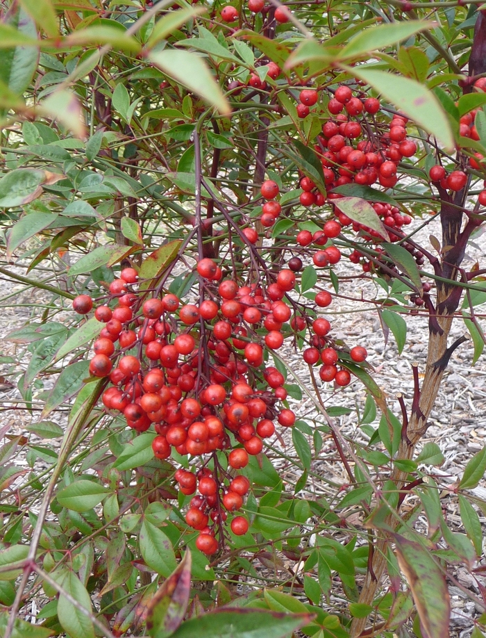 Heavenly Bamboo - Nandina domestica from Keathly Nursery
