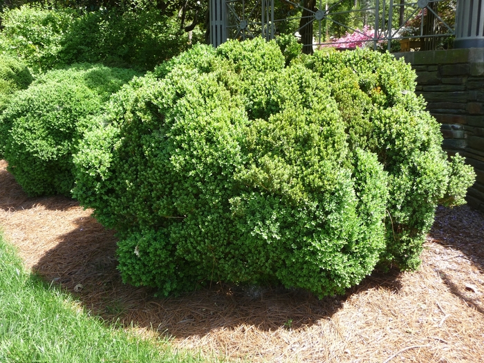 'Green Velvet' Boxwood - Buxus from Keathly Nursery