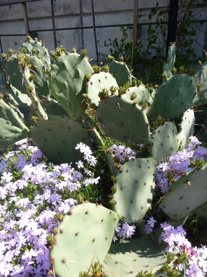 Hardy Prickly Pear - Opuntia humifusa from Keathly Nursery