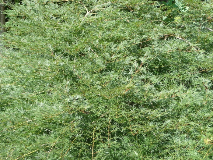 'Emerald Lace' Japanese Maple - Acer palmatum var. dissectum from Keathly Nursery