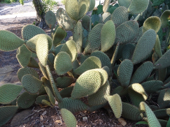 Scheer prickly-pear - Opuntia scheeri from Keathly Nursery