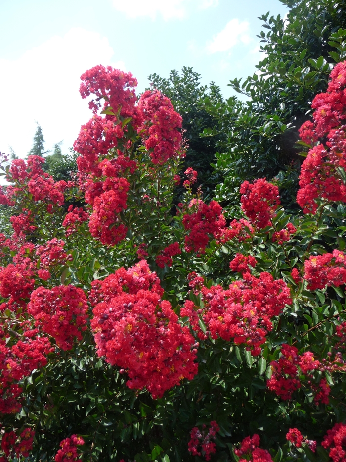 'Red Rocket&reg;' Crape Myrtle - Lagerstroemia indica from Keathly Nursery