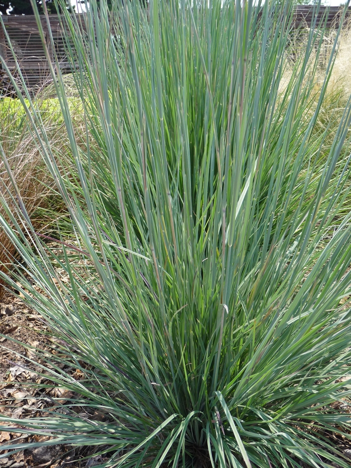 Little Bluestem - Schizachyrium scoparium from Keathly Nursery