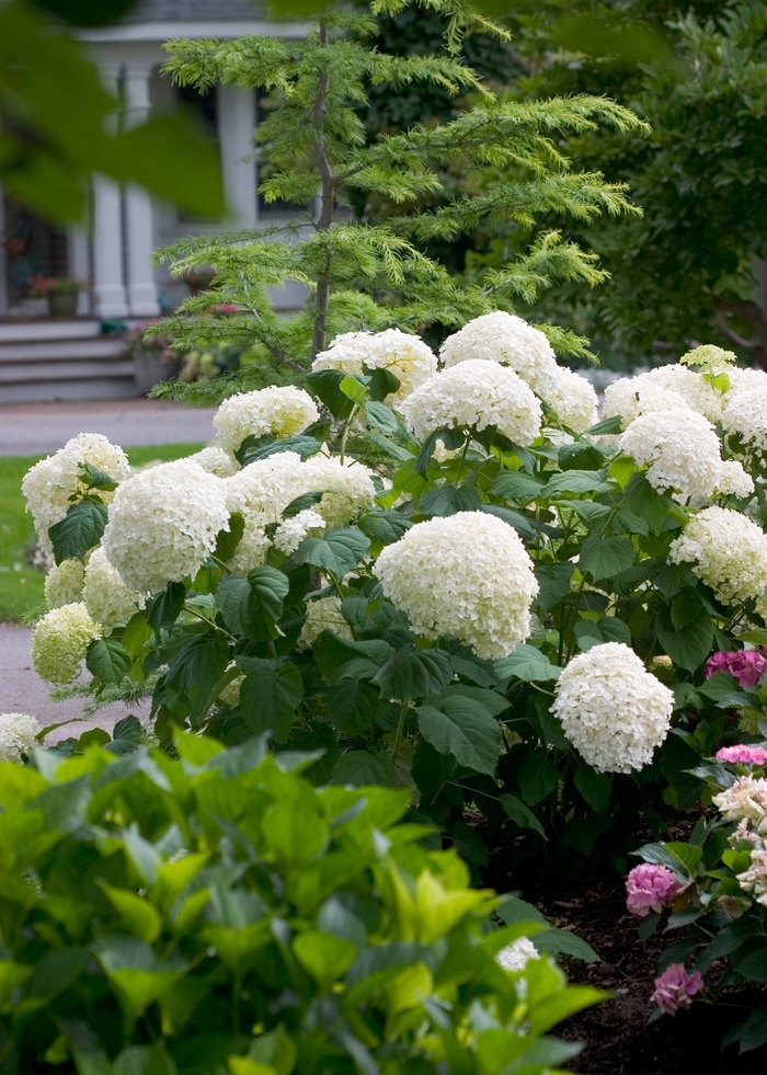 Incrediball® Smooth Hydrangea - Hydrangea arborescens from Keathly Nursery