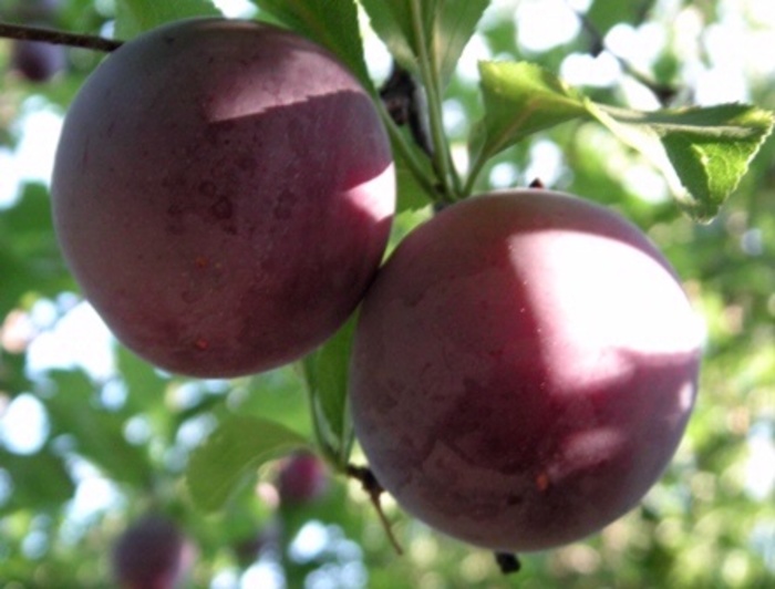 'Santa Rosa' Plum - Prunus salicina from Keathly Nursery
