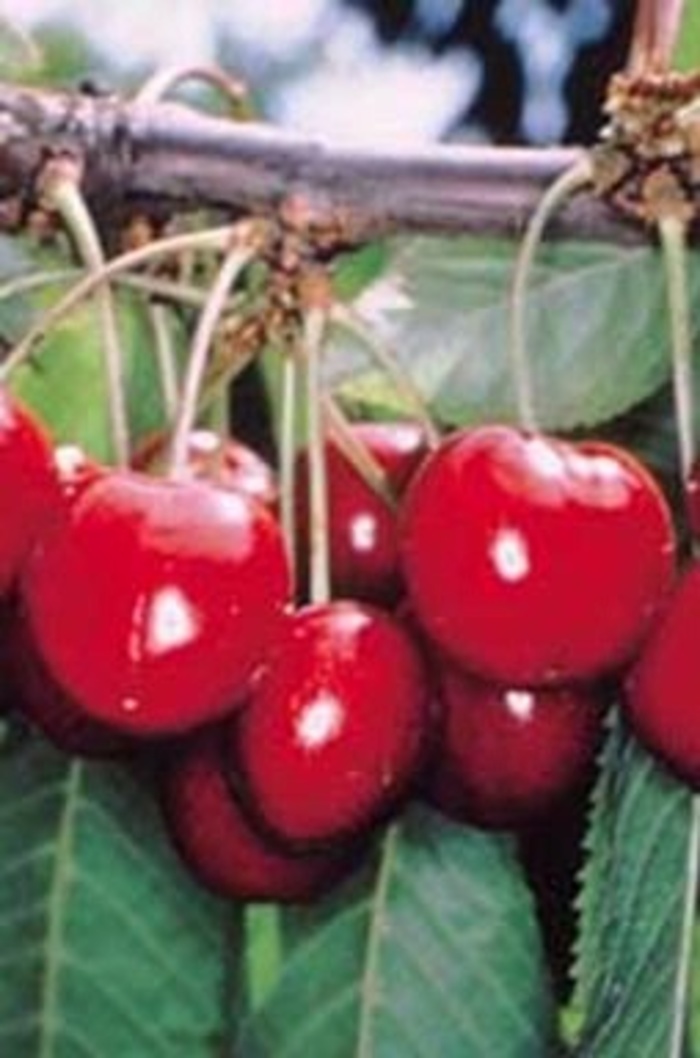 Sweet cherry - Prunus avium from Keathly Nursery