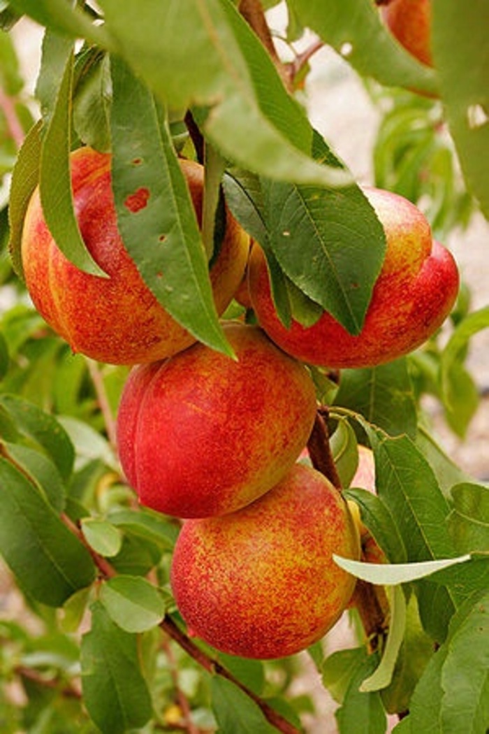 Nectarine Tree - Prunus persica var. nucipersica from Keathly Nursery