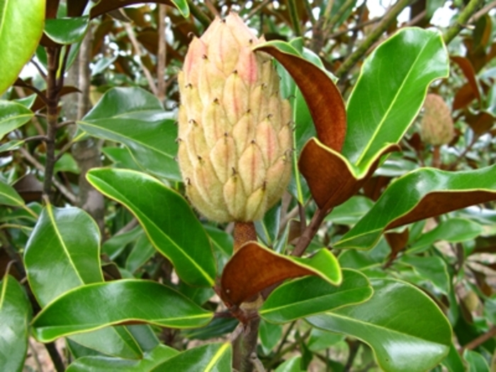 'Bracken's Brown Beauty' - Magnolia grandiflora from Keathly Nursery