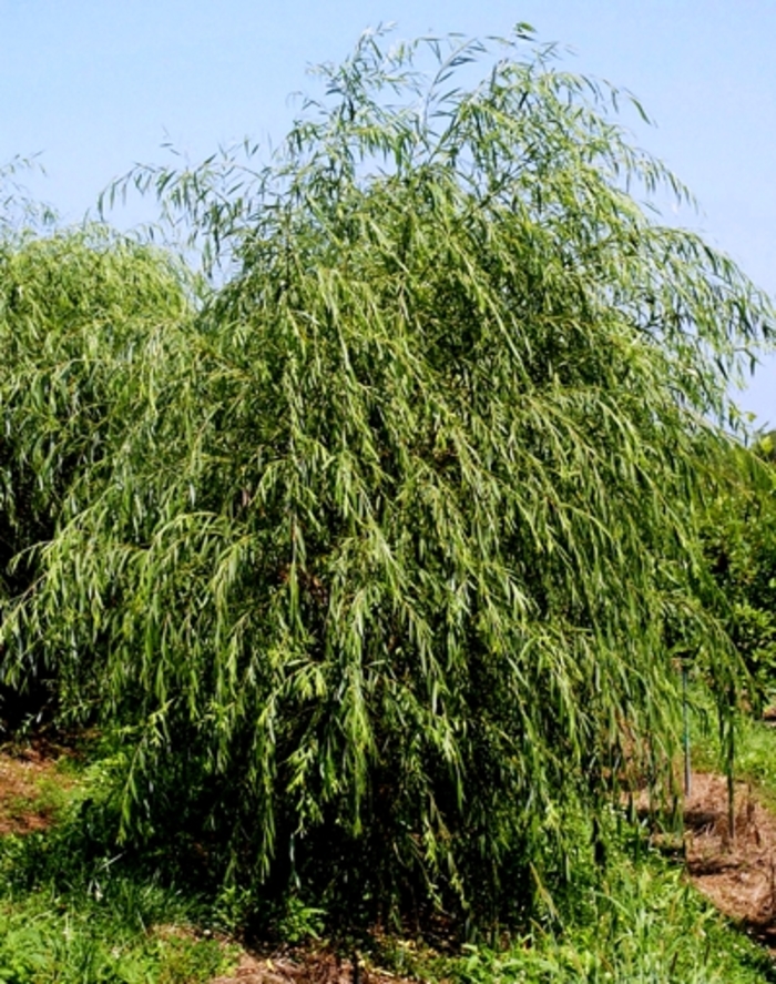 'Tristis' Golden Weeping Willow - Salix alba from Keathly Nursery