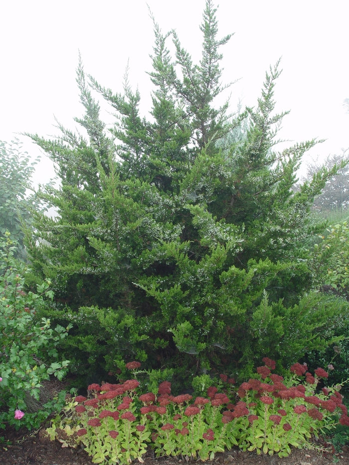 Eastern Red Cedar - Juniperus virginiana from Keathly Nursery