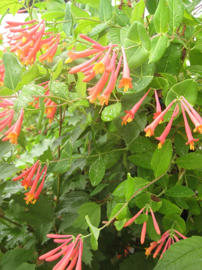 Honeysuckles - Lonicera from Keathly Nursery