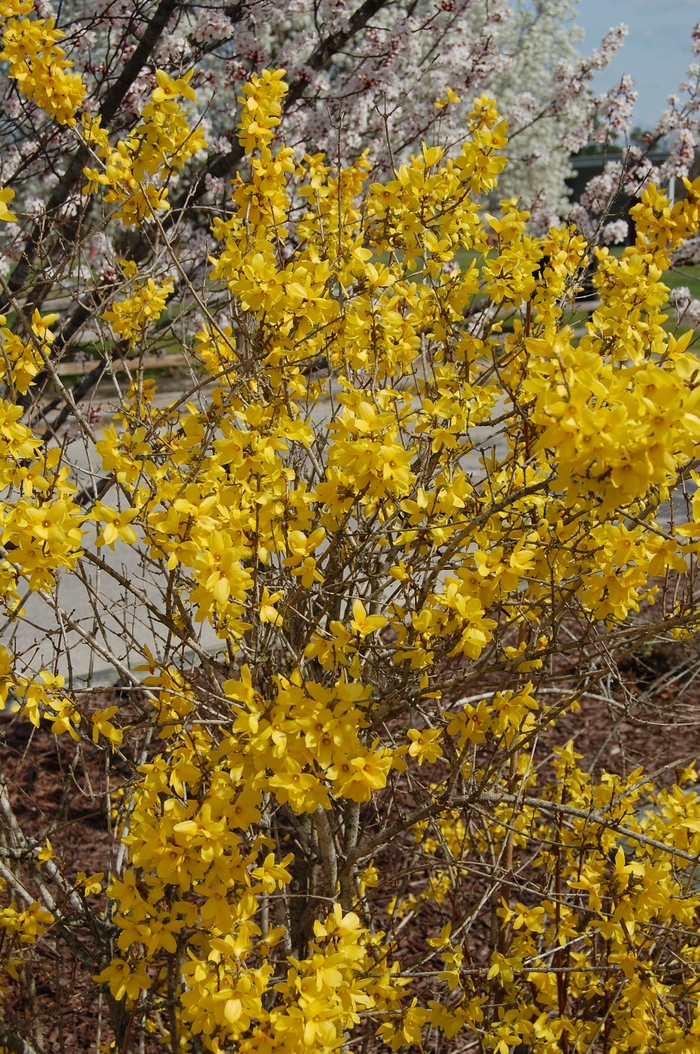 'Lynwood' - Forsythia x intermedia from Keathly Nursery