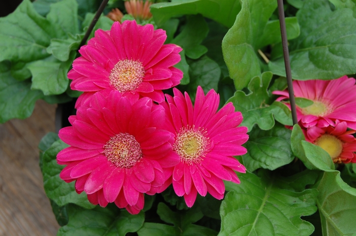 Gerbera Daisy, Assorted - Gerbera jamesonii from Keathly Nursery