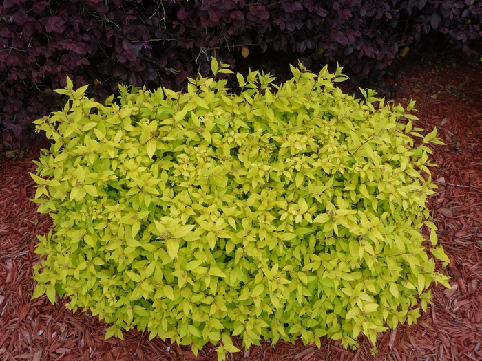 'Goldmound' Spirea - Spiraea japonica from Keathly Nursery
