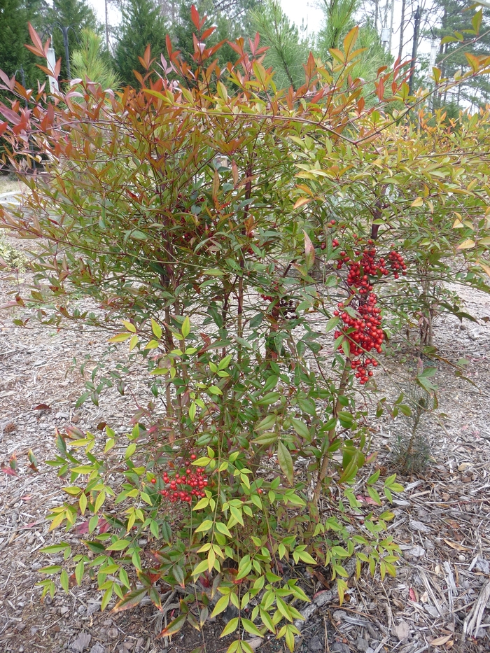 'Compacta' Compact Nandina - Nandina domestica from Keathly Nursery