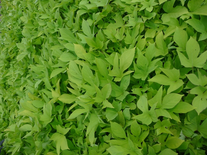 'Goldfinger' Sweet Potato Vine - Ipomoea batatas from Keathly Nursery