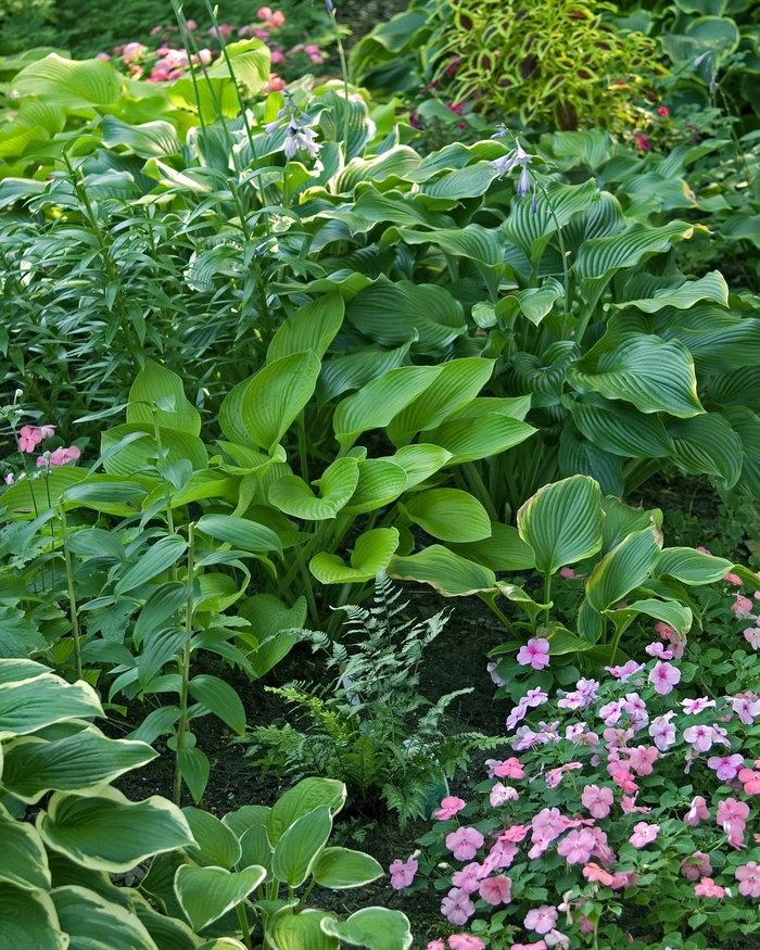 'Multiple Varieties' Plantain Lily, Hosta - Hosta from Keathly Nursery
