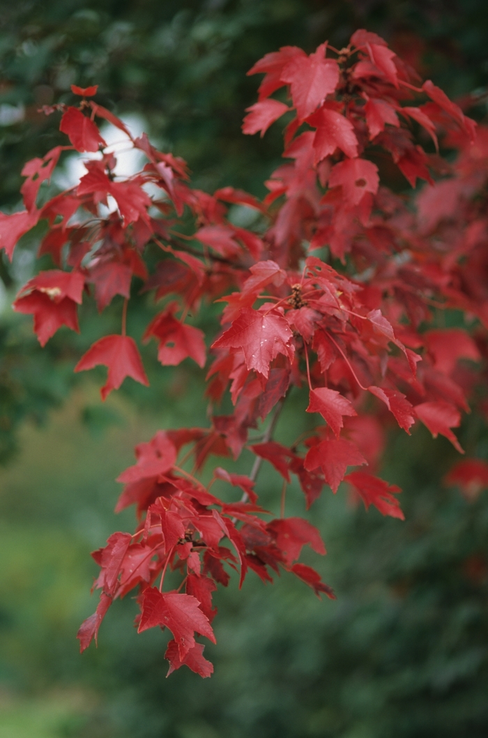 ''Autumn Flame'' Red Maple - Acer rubrum from Keathly Nursery