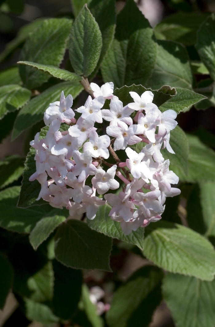 Koreanspice Viburnum - Viburnum carlesii from Keathly Nursery