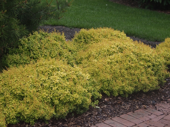 'Bonanza Gold' Barberry - Berberis thunbergii from Keathly Nursery